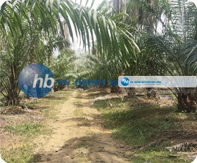 For Sale - Agricultural Land at Hulu Terengganu